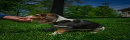 Beagle dogs for sale: Nash - Ad 5