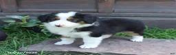 Australian Shepherd dogs for sale: Magnolia - Ad 3