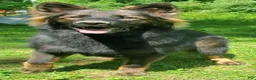 German Shepherd dogs for sale: Dark Sable - Ad 10