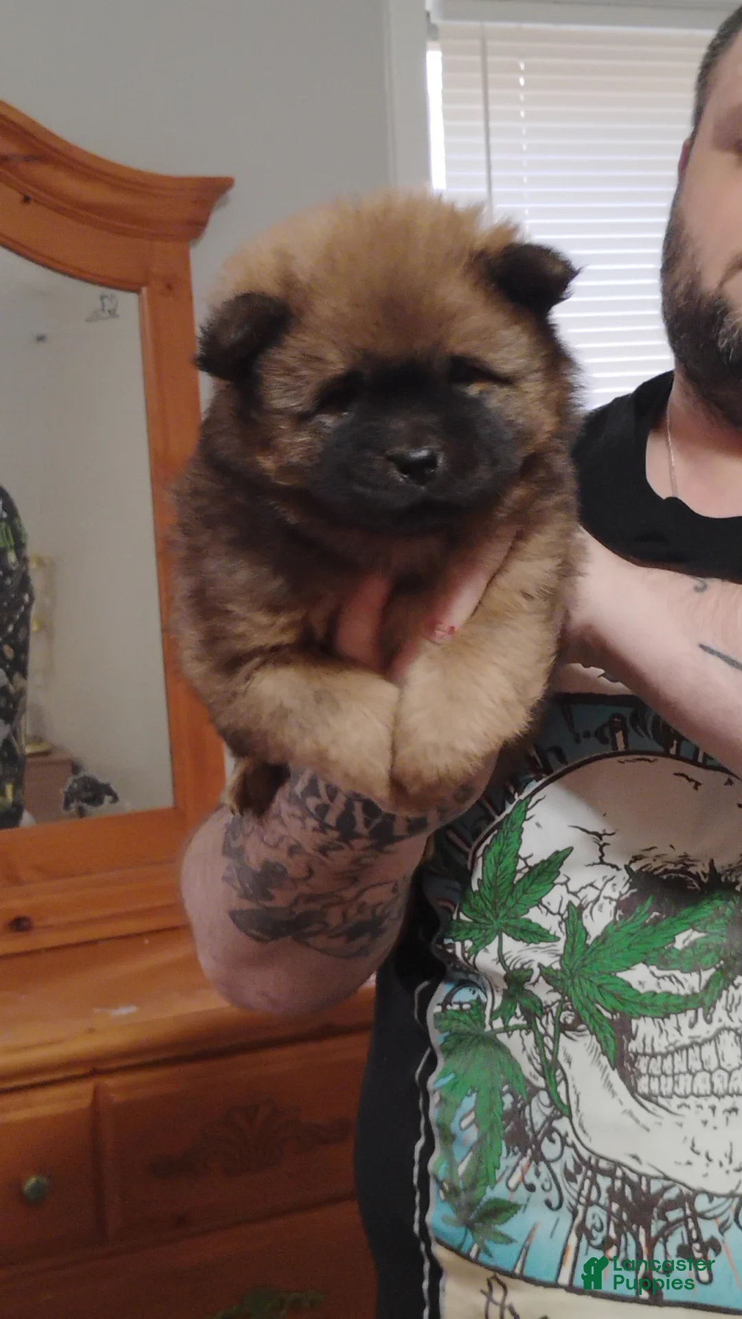 Chow Chow dogs for sale: Foxy  - Ad 5