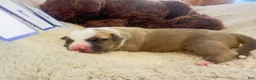 American Bully dogs for sale: American Bully 9 - Ad 7