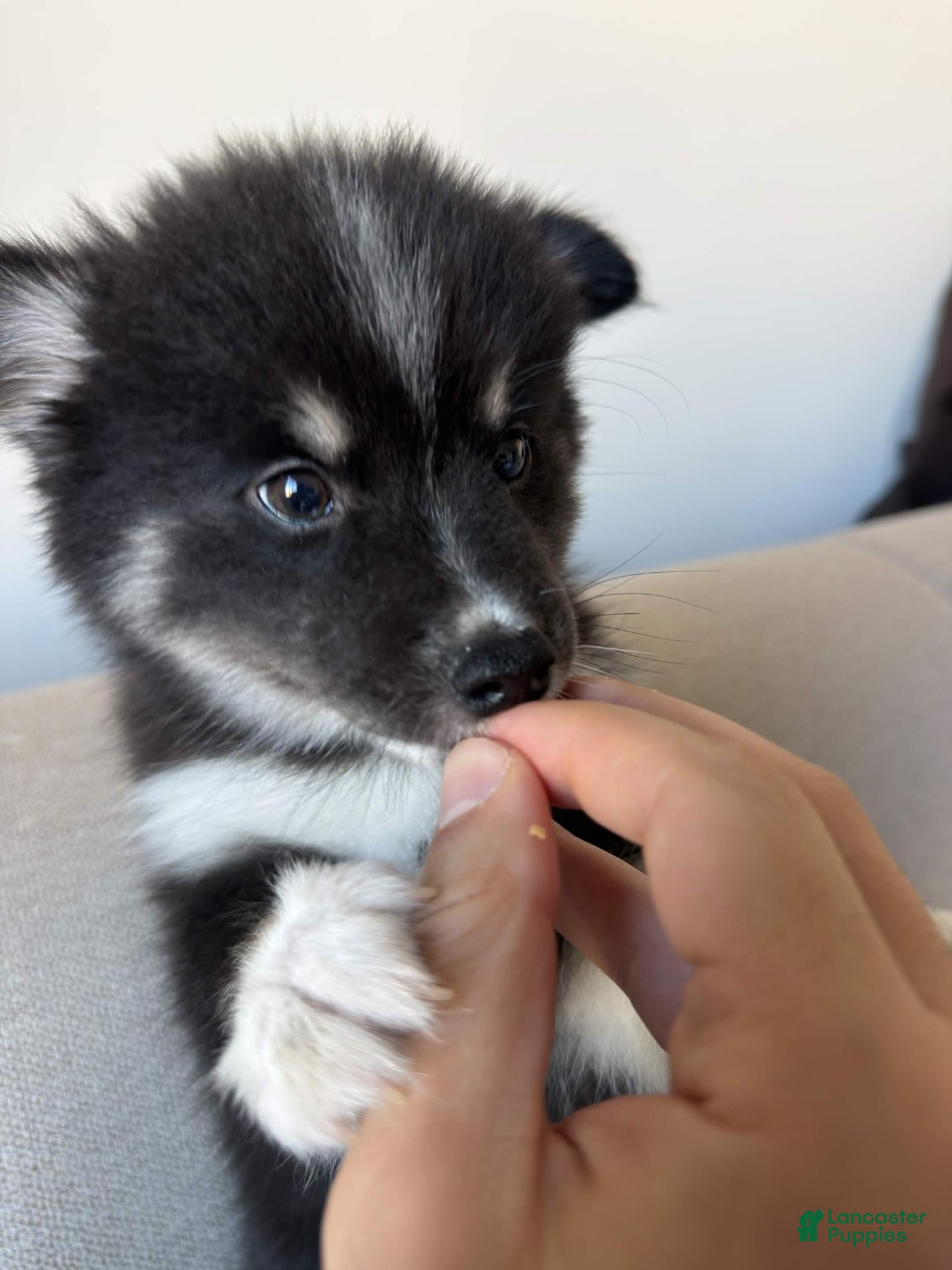 Pomsky dogs for sale: Cookie - Ad 3