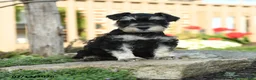 Miniature Schnauzer dogs for sale: Landon - Ad 5