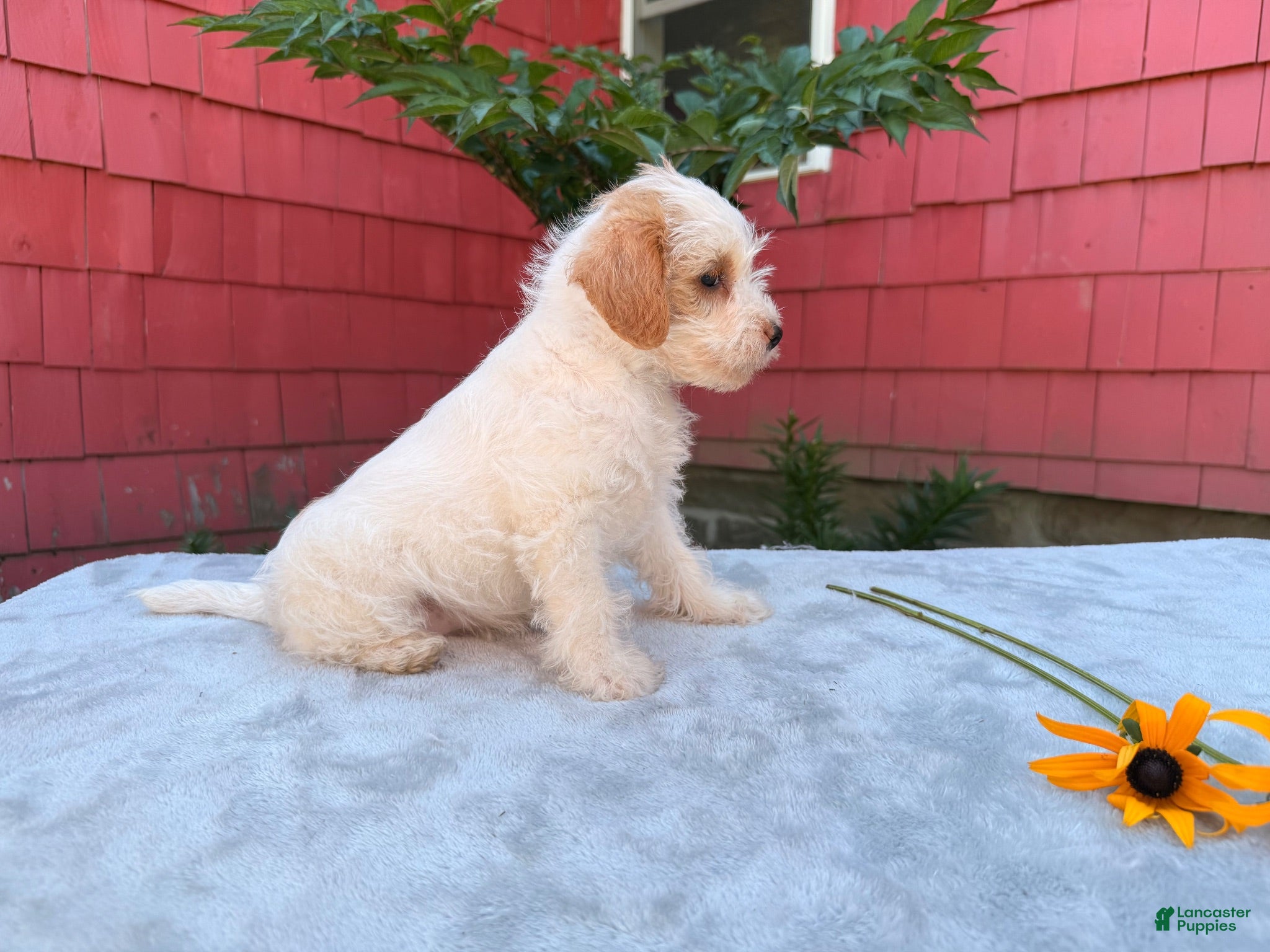 Schnoodle dogs Bella - Ad 2