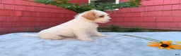 Schnoodle dogs for sale: Bella - Ad 2