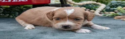 Mini Goldendoodle dogs for sale: Boots - Ad 1