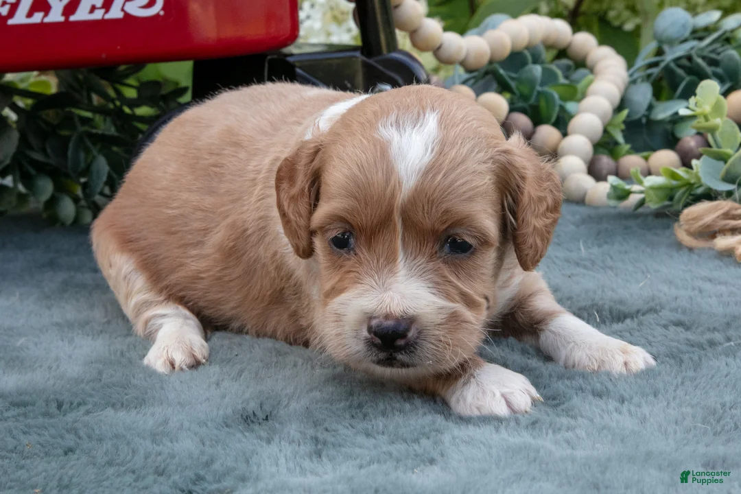 Mini Goldendoodle dogs for sale: Boots - Ad 1