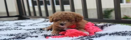 Bichpoo dogs for sale: Kirian  - Ad 7