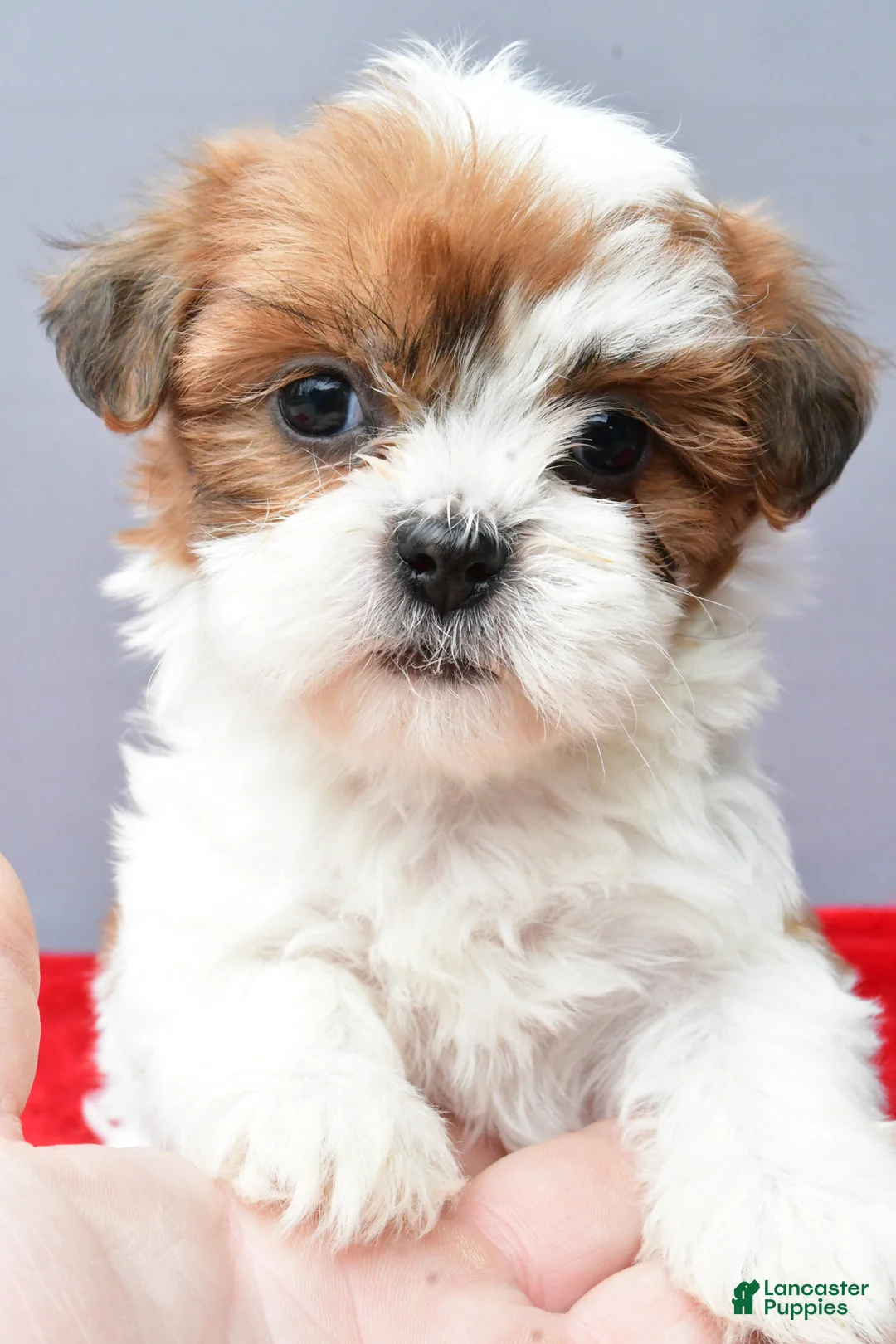 Teddy Bear dogs for sale: Tammy - Ad 1