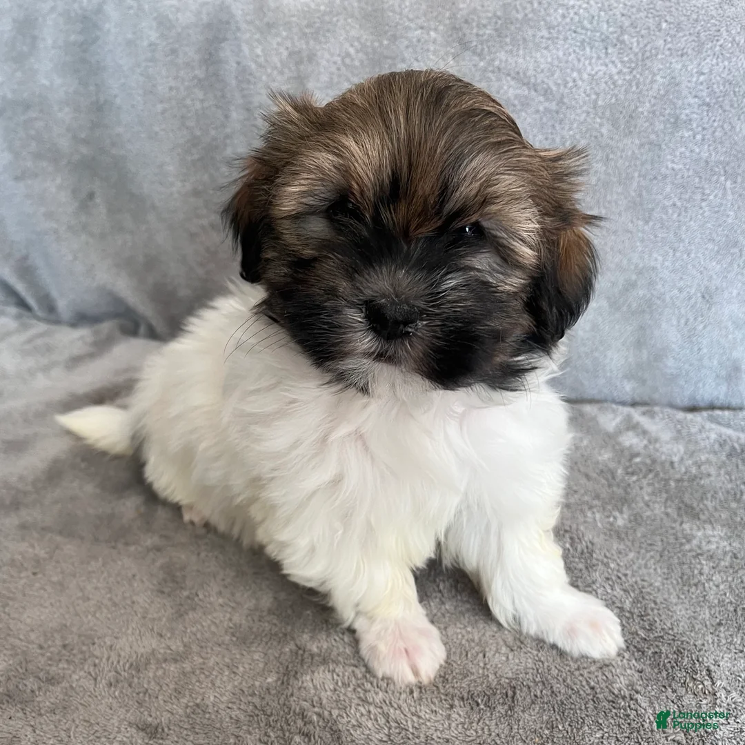Havanese dogs for sale: Dollie - Ad 1