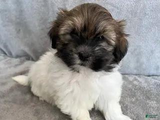 Havanese dogs for sale: Dollie - Ad 1