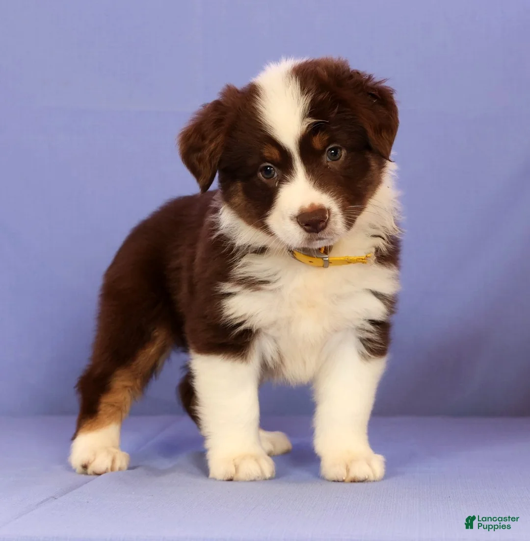 Miniature Australian Shepherd dogs for sale: Marie - Ad 1