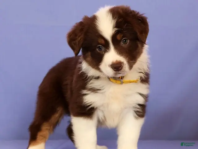 Miniature Australian Shepherd dogs for sale: Marie - Ad 1