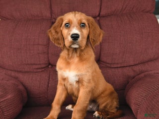 Irish Setter dogs - Ad 13