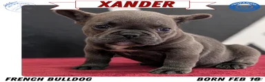 Xander