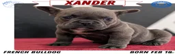 French Bulldog dogs for sale: Xander - Ad 1