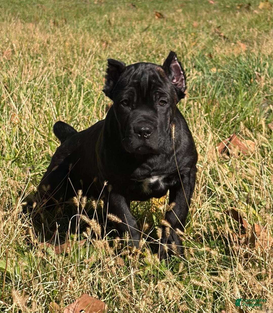 Cane Corso dogs for sale: Curry - Ad 3