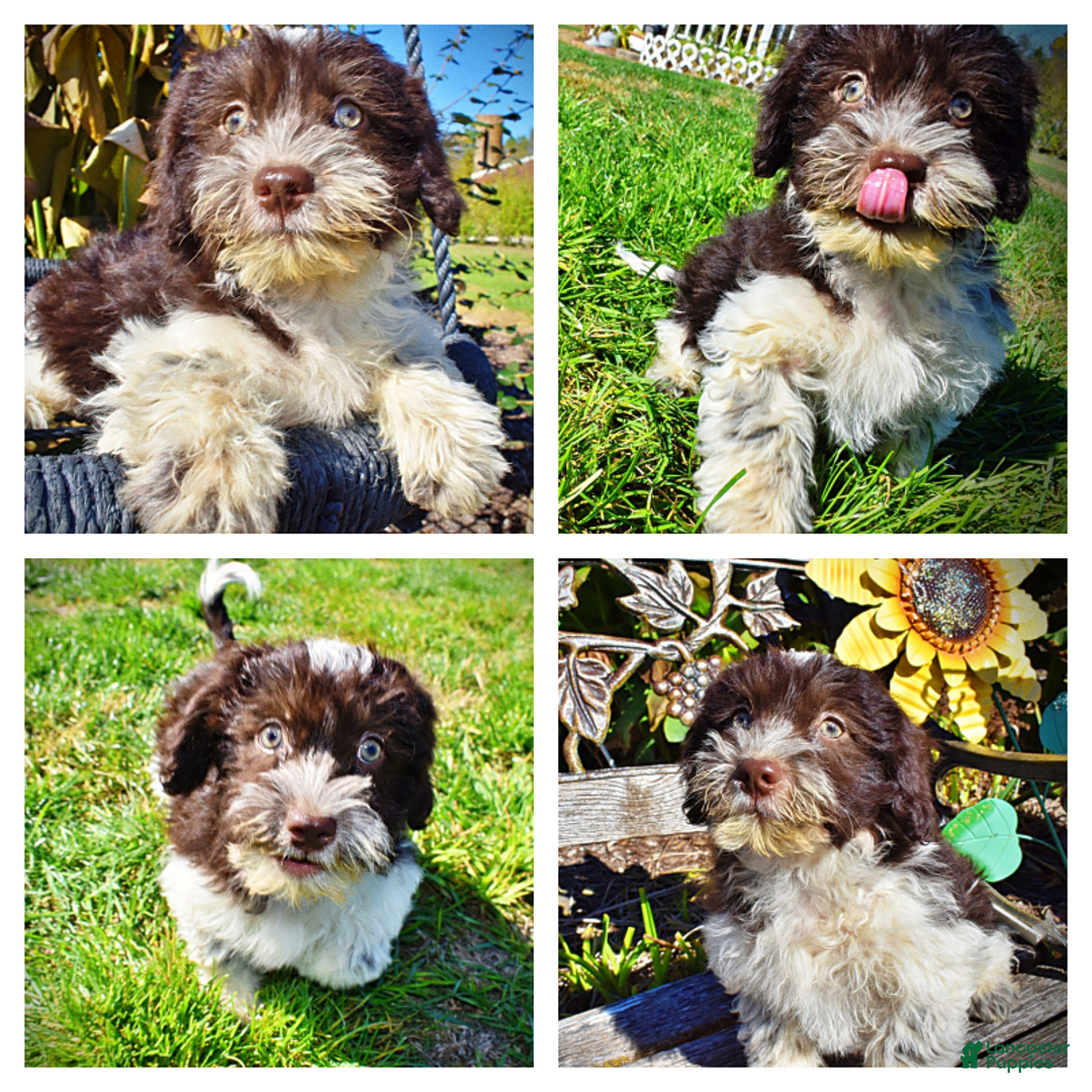 Havapoo dogs for sale: Higgins - Ad 1