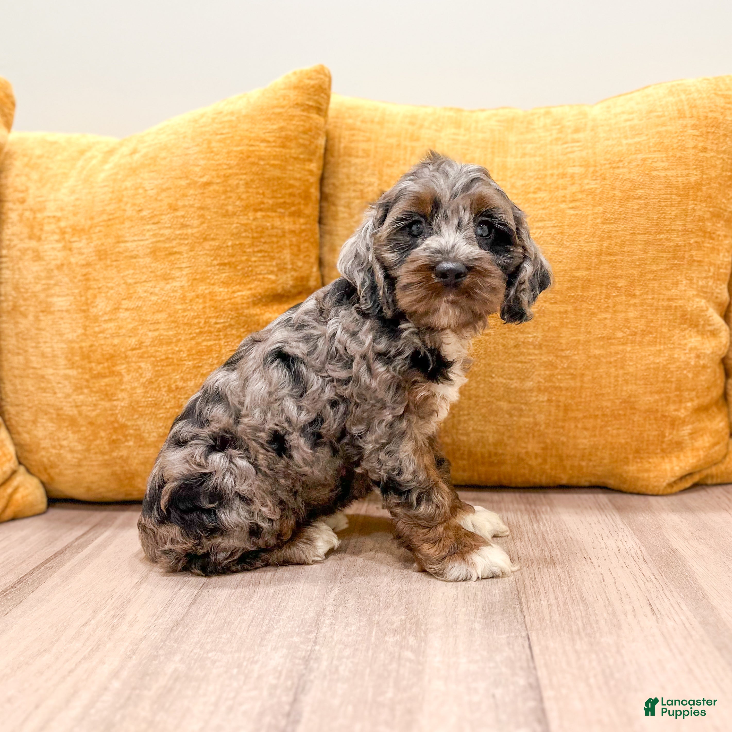 Cockapoo dogs Blossom - Ad 2