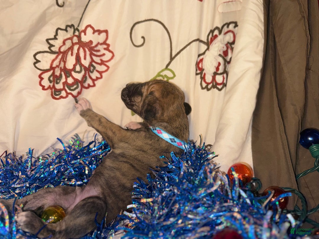 Great Dane dogs for sale: Mark - Ad 9