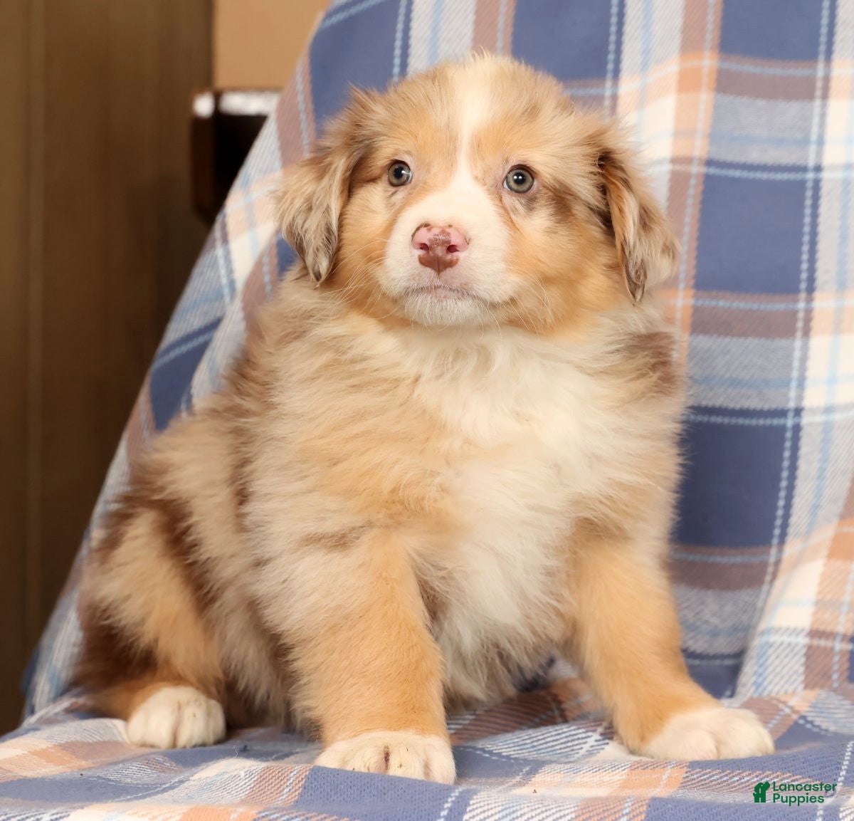 Australian Shepherd dogs Skipper - Ad 40