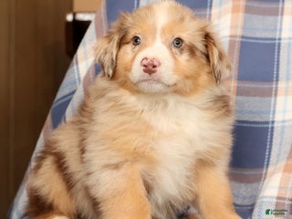 Australian Shepherd dogs Skipper - Ad 7