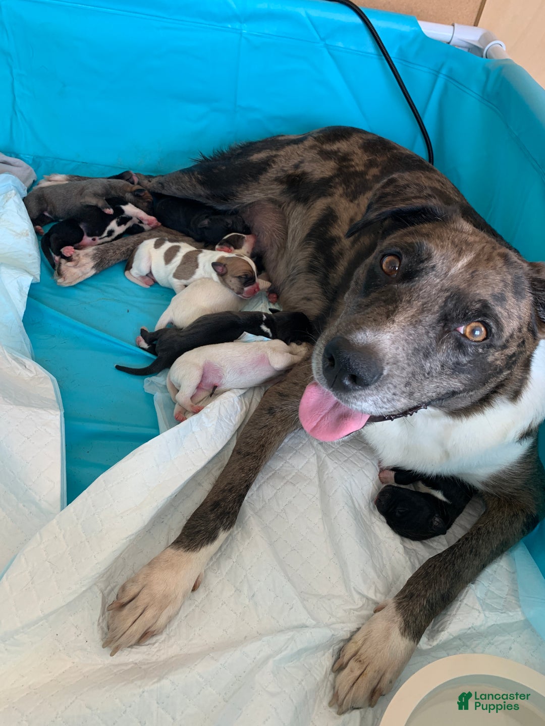 Mixed Breed dogs for sale: Lynx - Ad 3