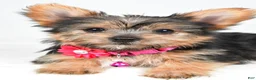 Yorkshire Terrier dogs for sale: Peggy - Ad 13