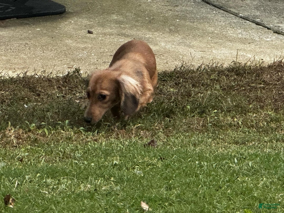 Dachshund dogs for sale: Mickey - Ad 8