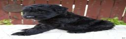Giant Schnauzer dogs for sale: Tucker - Ad 3