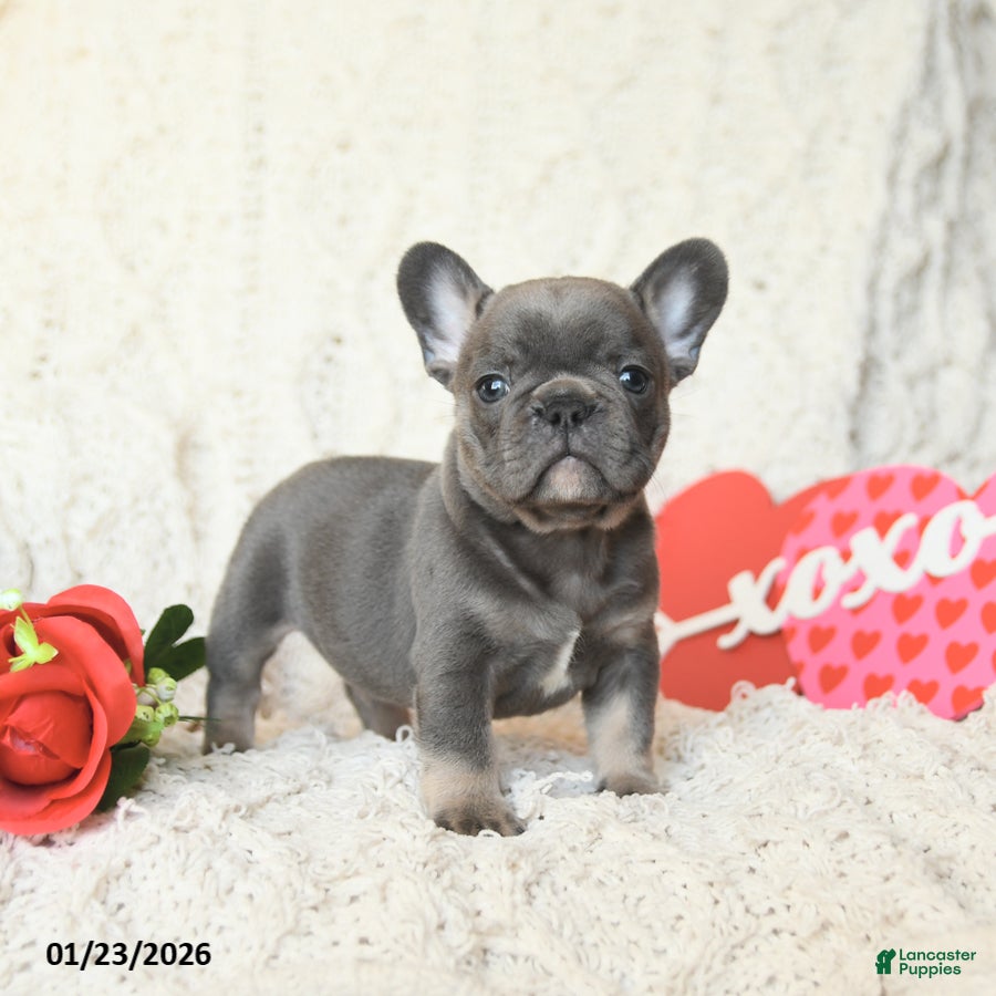 French Bulldog dogs Bonbon - Ad 2