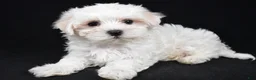Maltese dogs for sale: Chloe - Ad 5