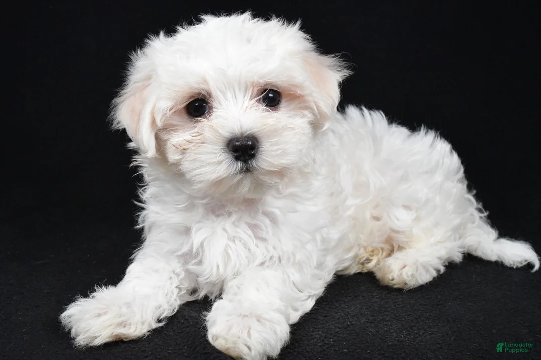 Maltese dogs for sale: Chloe - Ad 5