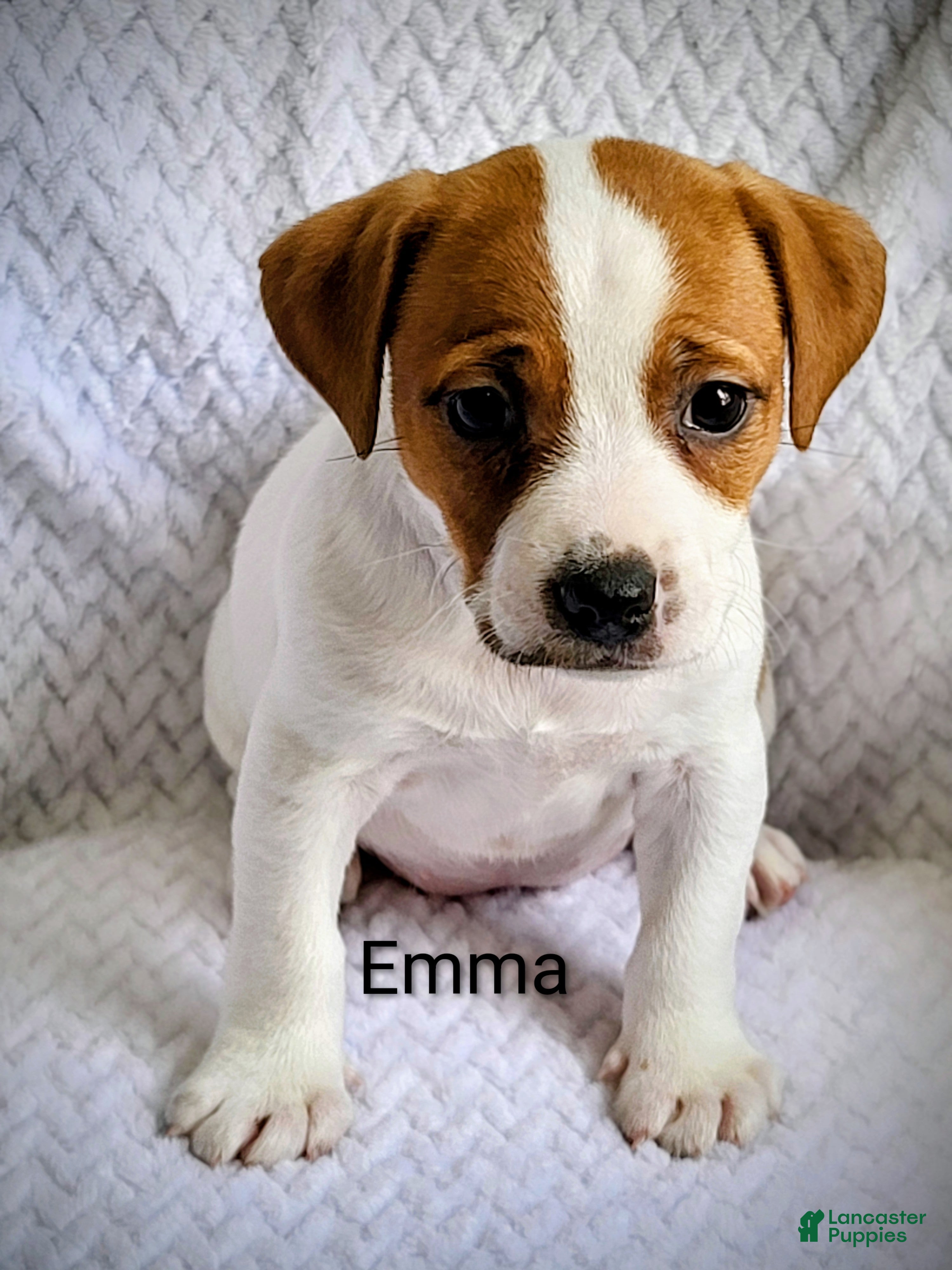 Jack Russell Terrier dogs Jack Russell Terrier Puppy 2 - Ad 1