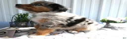 Miniature Australian Shepherd dogs for sale: Miniature Australian Shepherd 2 Ross - Ad 4