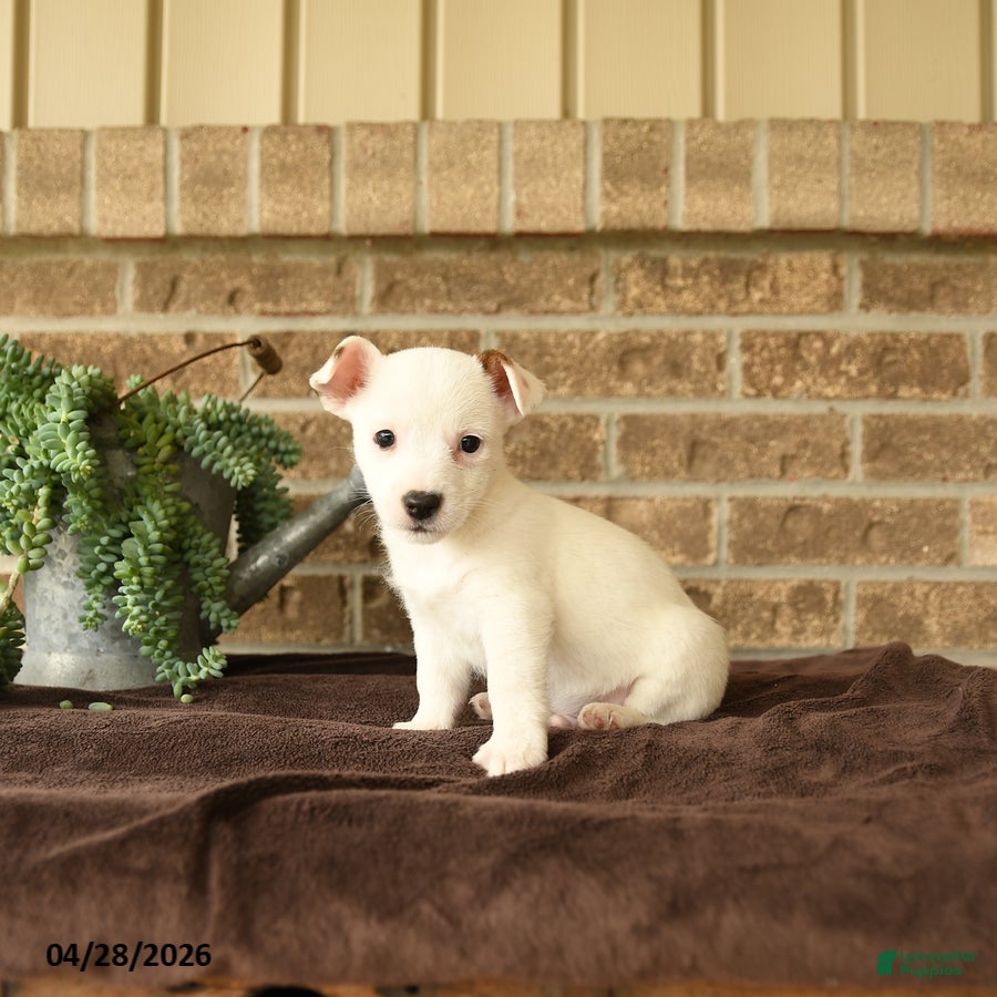 Jack Russell Terrier dogs Russle - Ad 1