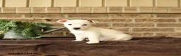 Jack Russell Terrier dogs for sale: Russle - Ad 1