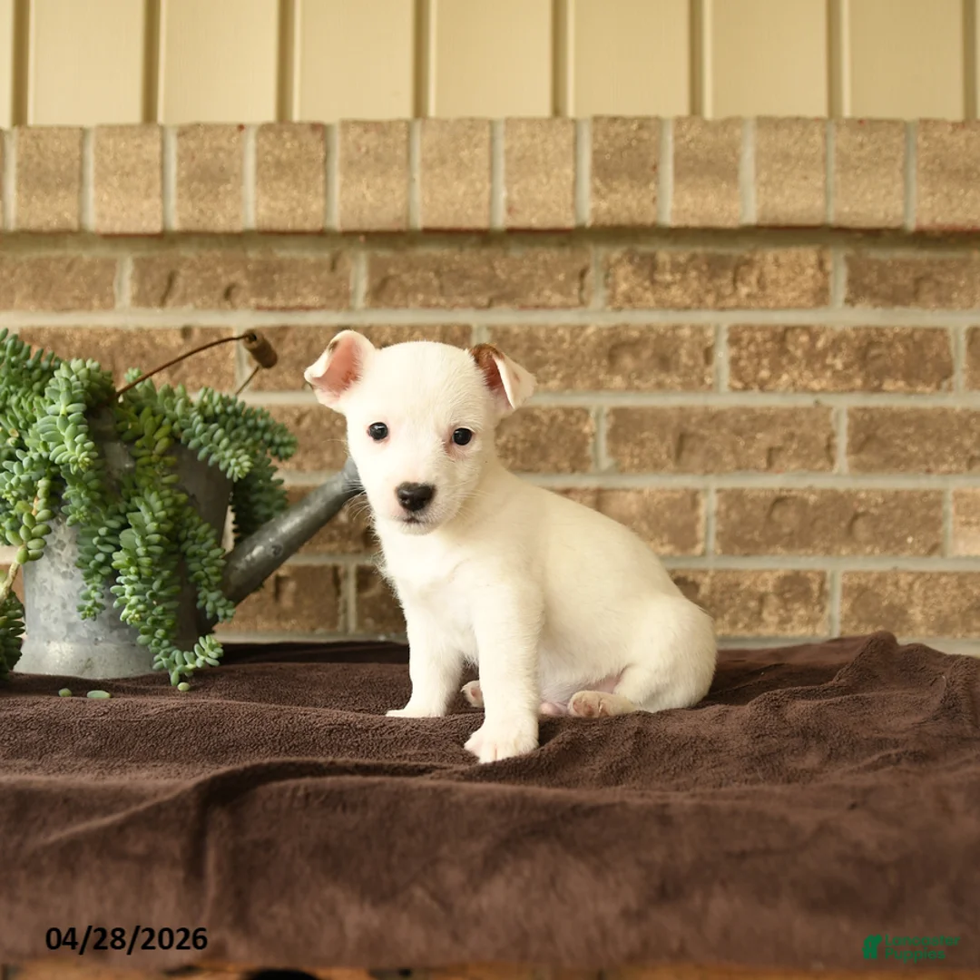 Jack Russell Terrier dogs for sale: Russle - Ad 1