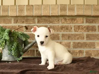 Jack Russell Terrier dogs for sale: Russle - Ad 4