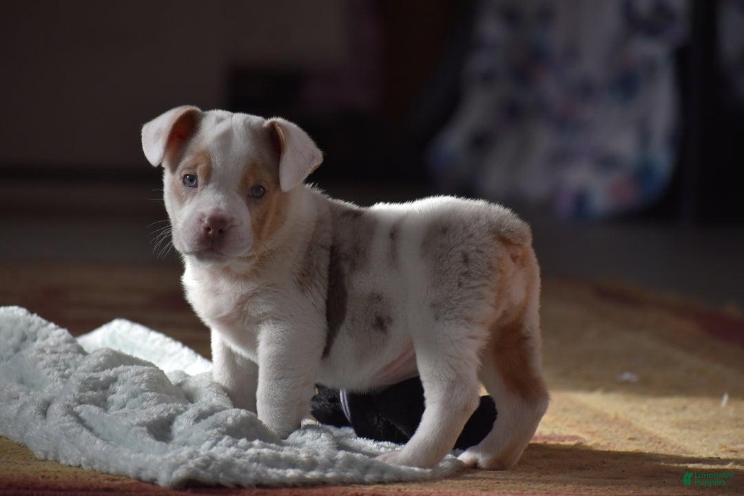 Mixed Breed dogs for sale: Jane - Ad 2