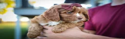 Cavapoo dogs for sale: CHARLIE - Ad 14