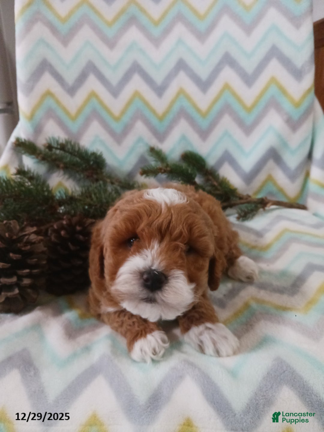 Cockapoo dogs for sale: Dawson - Ad 3