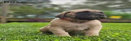 English Mastiff dogs for sale: Rose - Ad 3