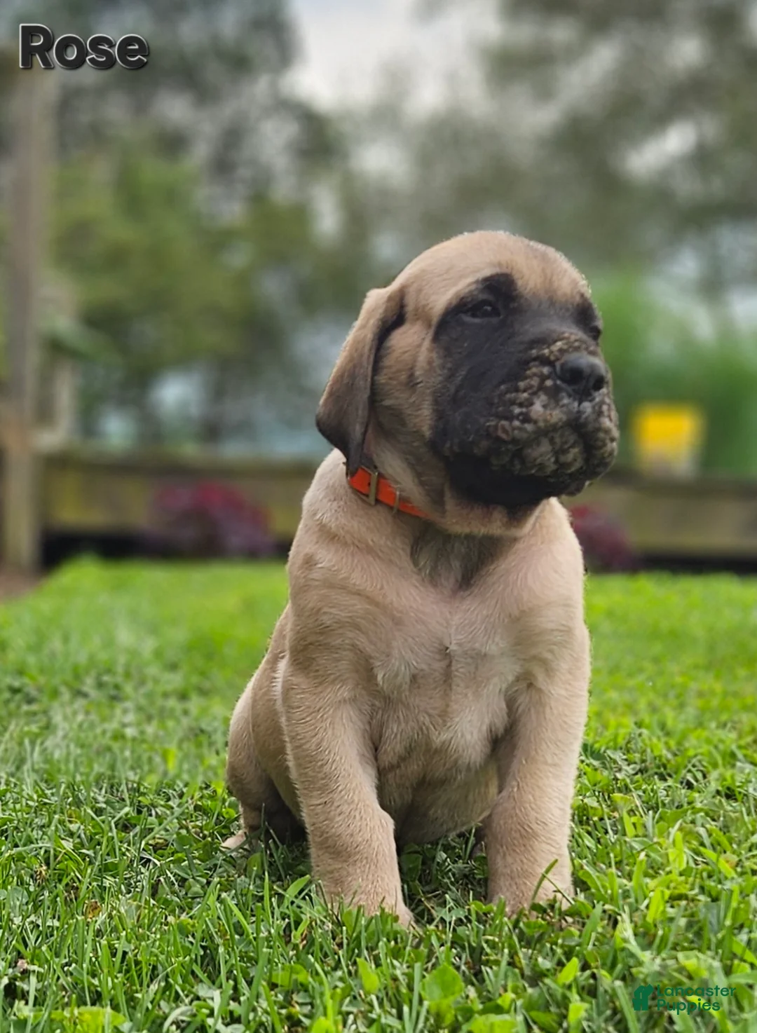 English Mastiff dogs for sale: Rose - Ad 3