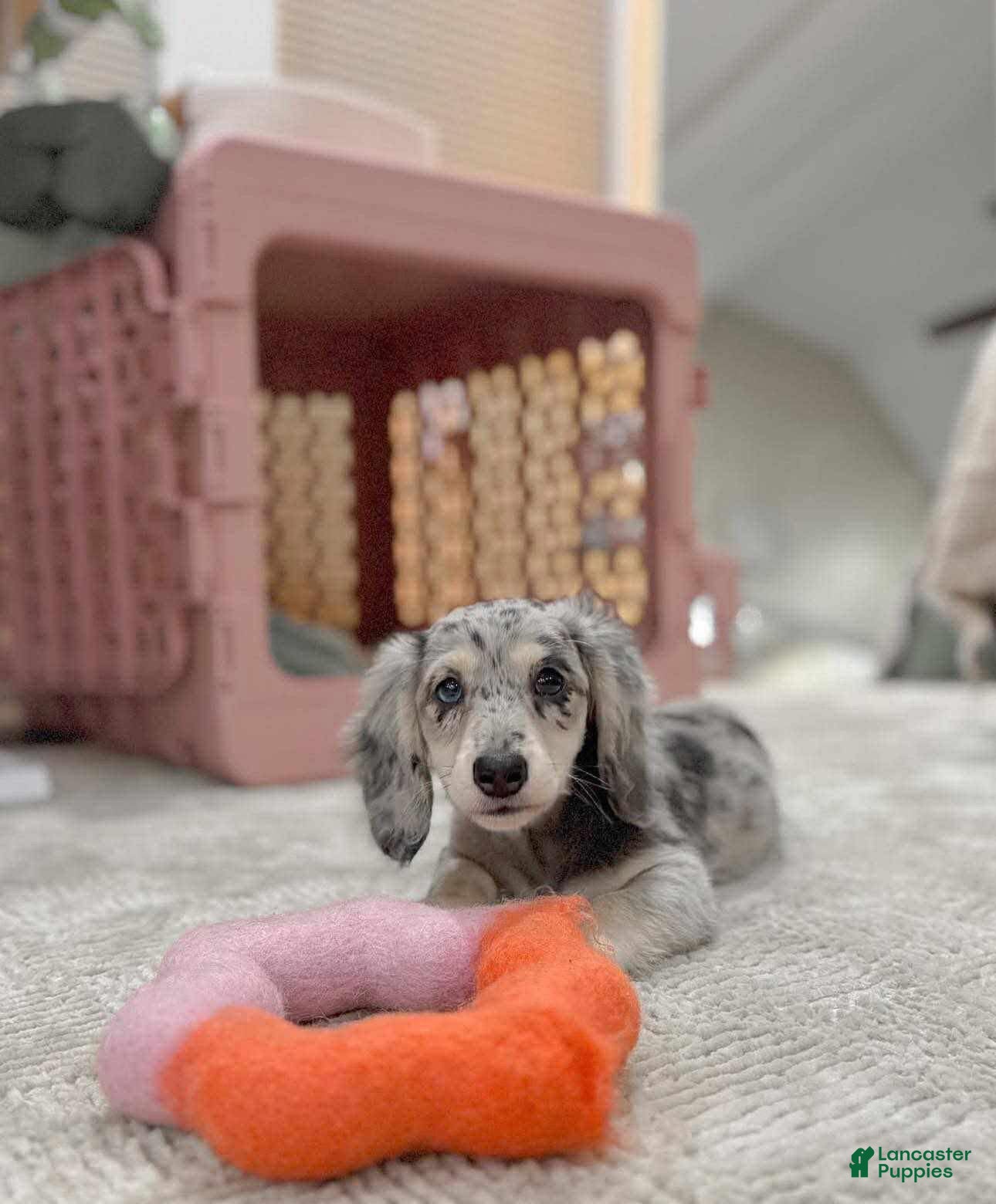 Dachshund dogs Lisa - Ad 42