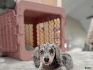 Dachshund dogs Lisa - Ad 42