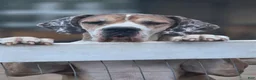 Great Dane dogs for sale: Great Dane 2 - Ad 7