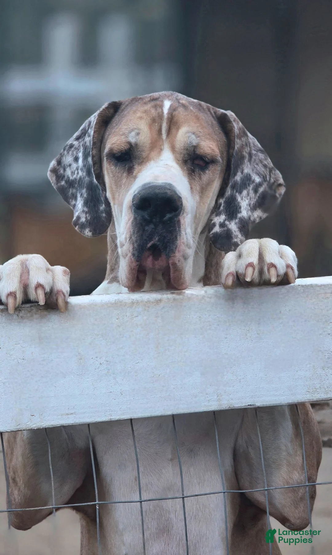 Great Dane dogs for sale: Great Dane 2 - Ad 7