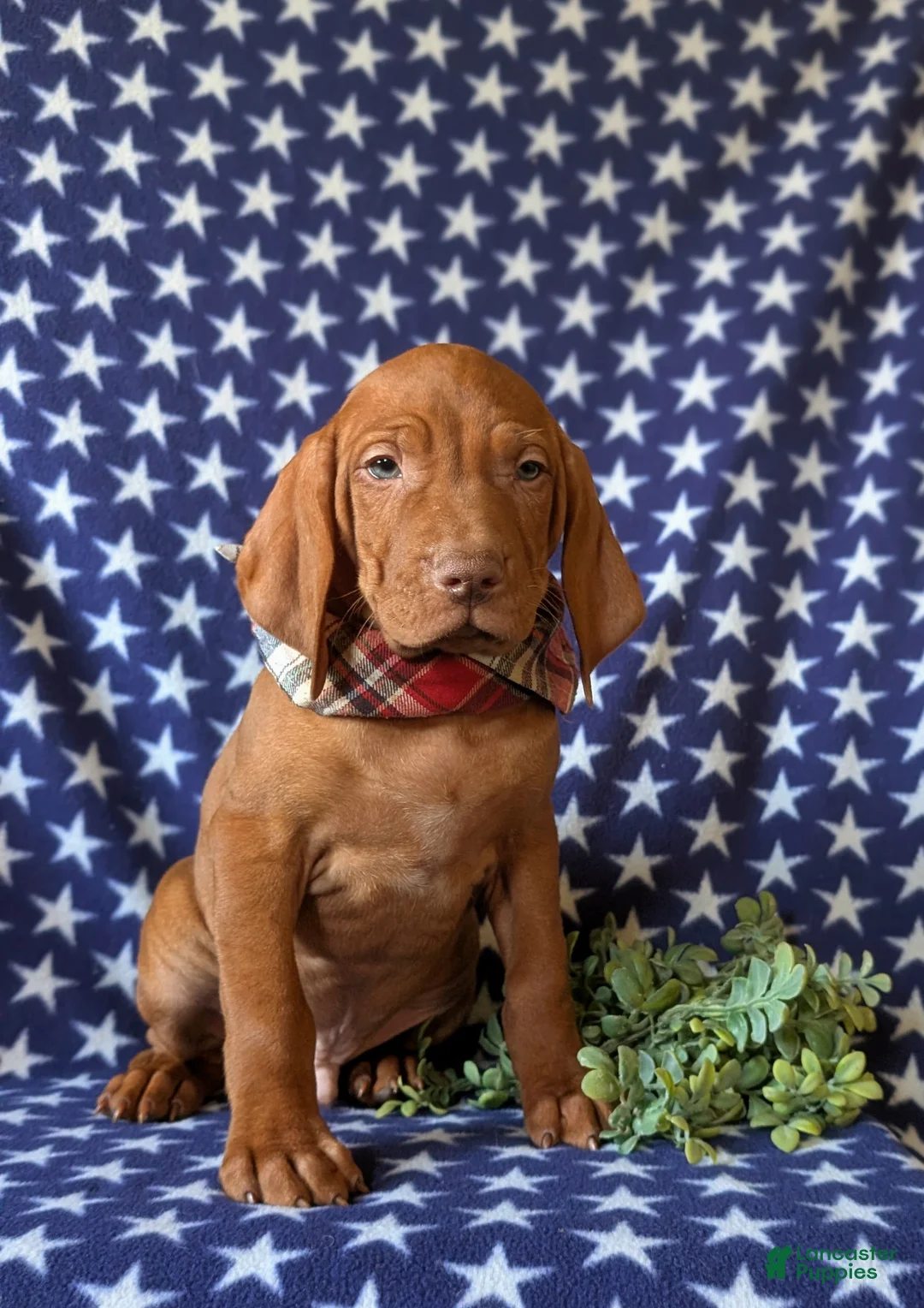 Vizsla dogs for sale: Hardyn - Ad 2