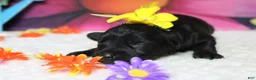 Schnoodle dogs for sale: Cabernet  - Ad 5